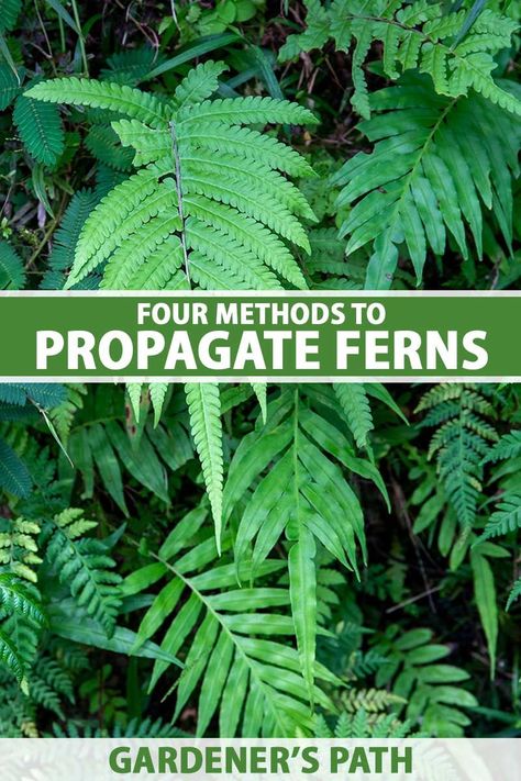 Propagating Ferns, Fern Propagation, Propagate Ferns, Fern Seeds, Fern Spores, Plant Meanings, Evergreen Ferns, Indoor Ferns, Ferns Garden