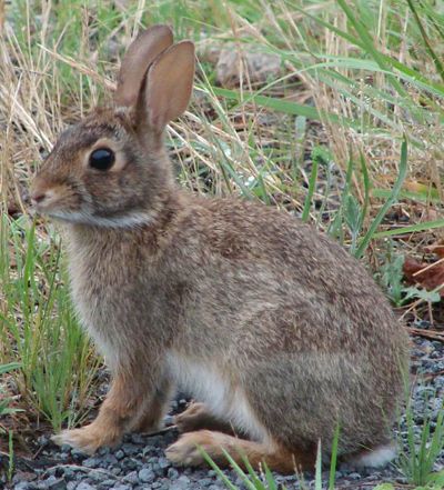 Witch Bunny, Cunning Folk, Cottontail Rabbit, Wild Bunny, Rabbit Hunting, Wildlife Rescue, Chicken And Cow, Rabbit Pictures, Rabbit Photos