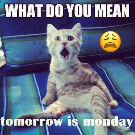 No it's not Monday tomorrow ...😩 | Tomorrow is monday, Good morning quotes, Good morning Monday Tomorrow Humor, Funny Monday Pictures, Good Day Meme, Monday Good Morning Quotes, Monday Good Morning, Tomorrow Quotes, Funny Good Night Quotes, Sunday Blessings, Tomorrow Is Monday