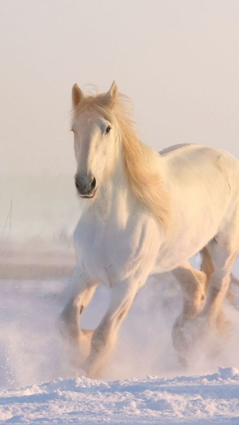 White Horse Running, Snow Wallpaper, Horse Running, 4k Hd Wallpaper, Wallpaper White, Wallpapers 4k, 4k Wallpaper, Desktop Backgrounds, Download Wallpaper