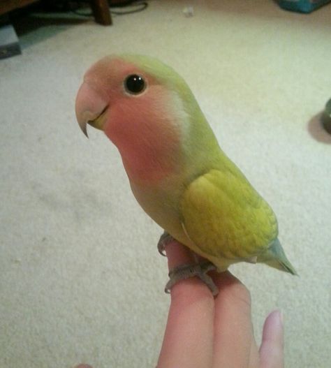 From parakeets to lovebirds, cockatiels to parrotlets, these feathery pet parrots are full of plucky personality. Colourful Birds, Parrot Pet, Funny Parrots, Parrot Toys, Funny Birds, Exotic Birds, Pretty Birds, Cute Birds, Colorful Birds