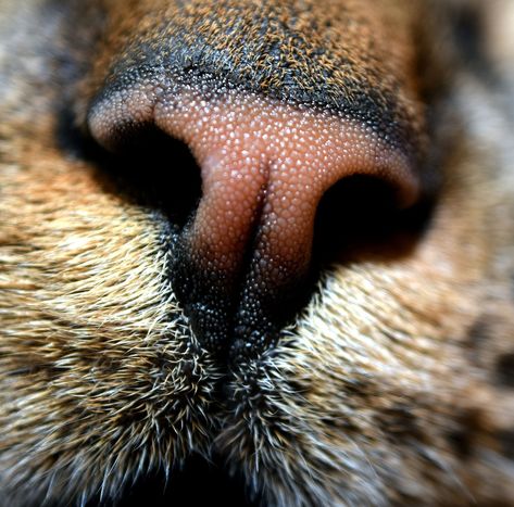 Incredible closeup of a cat's nose 😍  #catnose #closeup #photography Cat Eye Photography, Cat Close Up, Animal Eyes Photography, Close Up Photography Objects, Upclose Photography, Close Up Reference, Up Close Photography, Cats Tattoo Ideas, Cat Tattoos Ideas