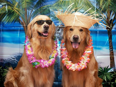 Your dog needs a holiday too!  Find pet friendly vacation rentals at RentalHomes.com  #dogs #pets #petfriendly #vacation #tropical #beach #dogswelcome Golden Retrievers, Aussie Shepherd, Best Dog Breeds, Summer Dog, Summer Wallpaper, Beautiful Dogs, Mans Best Friend, Border Collie, Dog Pictures