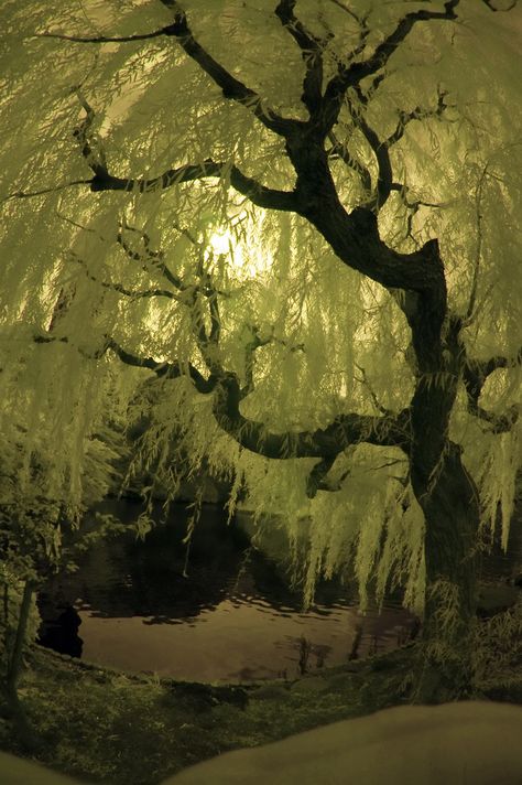 Kunst Inspo, Weeping Willow Tree, Weeping Willow, Tapeta Pro Iphone, Willow Tree, Pine Trees, Nature Aesthetic, Pretty Places, Green Aesthetic