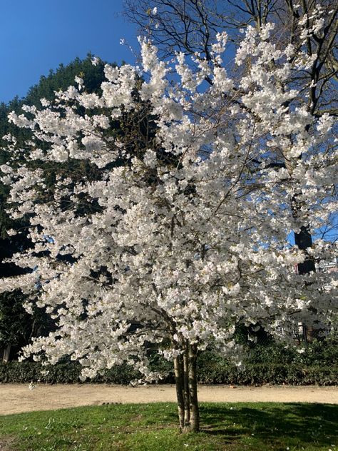 Cherry blossom tree in bloom in the spring time. Blue sky Trees With White Flowers, White Cherry Blossom Tree, Favourite Aesthetic, White Blossom Tree, White Flowering Trees, Flower Trees, Instagram Filler, Trees Beautiful, Dream Future