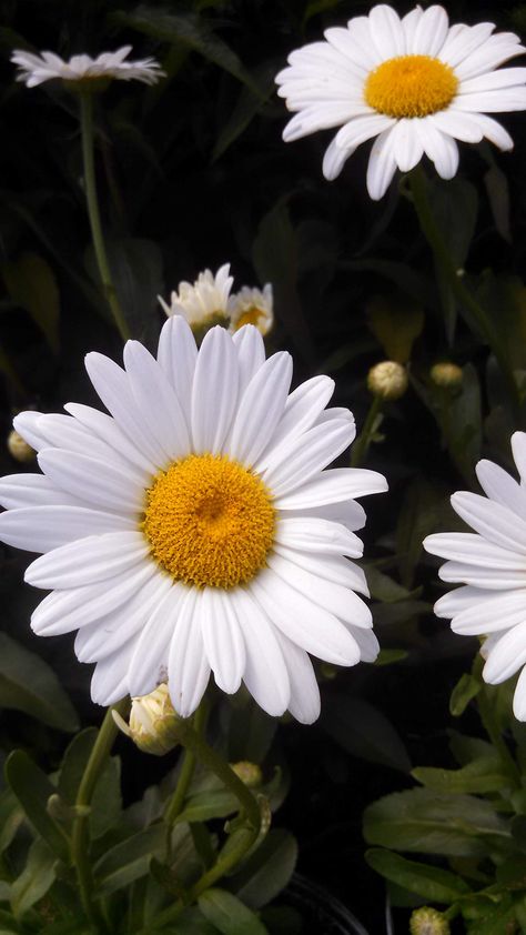 PRICES MAY VARY. For best results, plant in USDA Zone:4-8 - Mature size: 3-ft H x 3-ft W Plant is delivered in a #1 Size Container. It is fully rooted in the soil and can be planted immediately upon arrival, weather permitting. Pretty Flowers Pictures, Shasta Daisy, Daisy May, Sunflowers And Daisies, Flower Sleeve, Proven Winners, Nothing But Flowers, Flower Therapy, The Soil