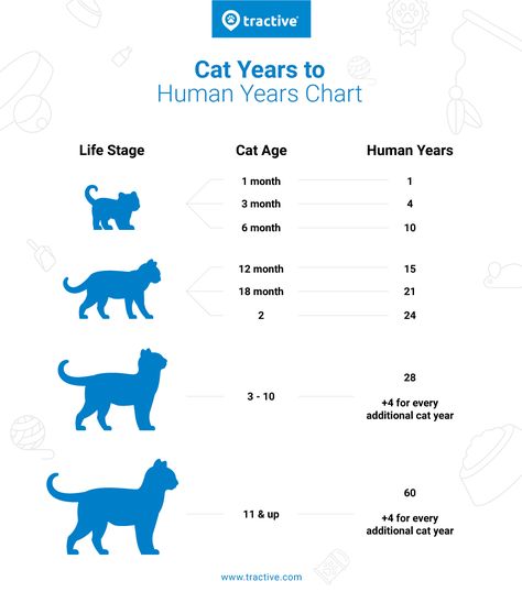 Cat Years to Human Years: How old is your cat really? - Tractive Blog Cat Years Chart, Cat Routine, Cat Tracker, Cat Years, Long Cat, Cat Ages, Oldest Human, Older Cats, Savannah Cat