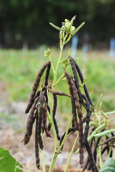 Mung Beans Information: Learn How To Grow Mung Beans -  Did you know that what we know as bean sprouts are more than likely mung bean sprouts? What are mung beans and what other mung bean information can we dig up? Click on this article to find out more about the amazing plant. Blackeyed Peas, Bamboo Seeds, Vegetable Growing, Kitchen Gardens, Mung Beans, Bean Plant, Grow Food, Rose Seeds, Bean Seeds