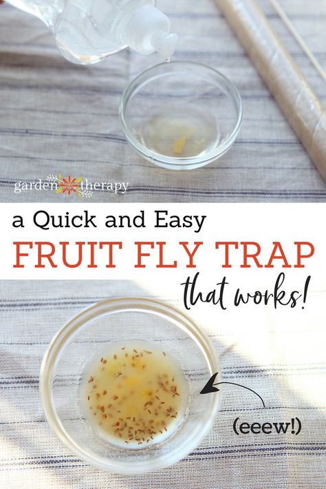 How to make a fruit fly trap that works! via www.gardentherapy.ca Natural Fruit Fly Trap, Fly Remedies, Flies Trap Diy, Fruit Fly Catcher, Catch Fruit Flies, Homemade Fruit Fly Trap, Homemade Fly Traps, Diy Fruit Fly Trap, Fruit Flies In House