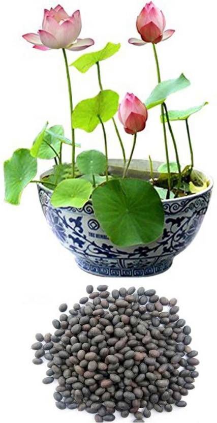 AIrex Lotus Flower Seed (8+8 Lotus Seed) 2 Packet Of Lotus Seed Seed Planting Flowers, Balcony Garden, Lotus, Lotus Flower Seeds, Lotus Seed, Buy Original Art, Flower Seeds, Growing Plants, Lotus Flower