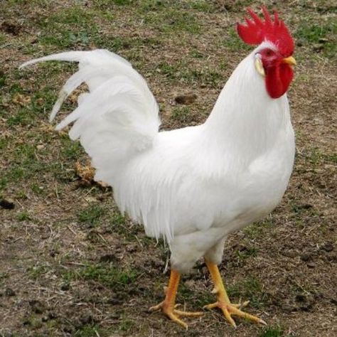 Visit the post for more. Best Laying Hens, White Leghorn Chicken, Best Laying Chickens, Leghorn Chickens, Laying Chickens Breeds, Rooster Breeds, Laying Chickens, Best Egg Laying Chickens, Regnul Animal