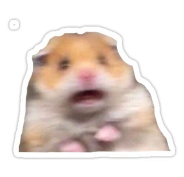 Memes, Hamster Meme, Meme Sticker, Reaction Memes