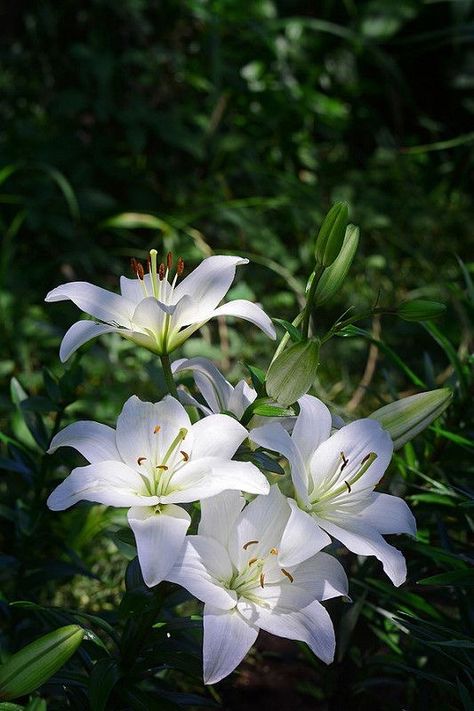 White lilies Tanaman Air, White Lily Flower, Tanaman Pot, Lily White, Fotografi Alam Semula Jadi, White Garden, Beautiful Flowers Wallpapers, White Lilies, Deco Floral