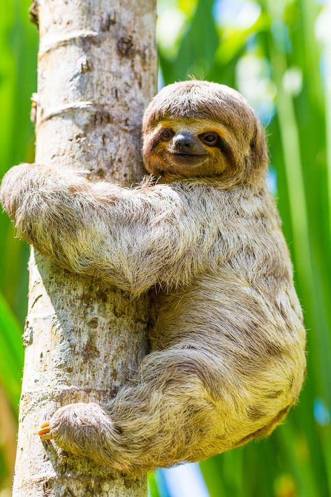 Iquitos, Aesthetic Wildlife, Costa Rica Animals, Amazon Rainforest Animals, Sloth Photos, Nature Wallpaper Aesthetic, Rainforest Photography, Amazon Animals, Sloth Cute