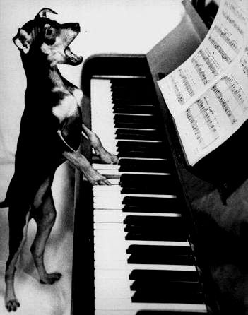 dog-playing-piano | Flickr - Photo Sharing! Funny Vintage Photos, Love My Dog, Miniature Pinscher, Wow Art, Vintage Humor, 귀여운 동물, Mans Best Friend, I Love Dogs, Dog Life