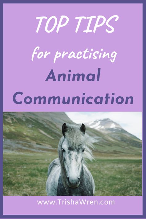 Learn some easy ways to communicate with your horse!  #animalcommunication #horsecommunication #spiritualdevelopment #horsetraining Animal Communication Activities, Equine Therapy Activities, Animal Behaviour, Horse Whisperer, Horse Behavior, Learning Tarot, Communication Activities, Communication Book, Communication Tips