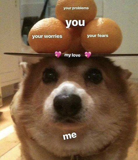 23 Relationship Memes That Range From Sappy To Saucy Pembroke Welsh Corgi, Corgi Meme, Queens Corgis, The Awkward Yeti, Cute Love Memes, Corgi Funny, Mia 3, Cute Corgi, Relationship Memes