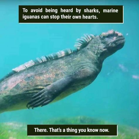 39 Freaky Animal Facts That Are Probably New To You - Memebase - Funny Memes Random Facts, Iguanas, Reptile Facts, Weird Animal Facts, Weird Nature, Fun Facts About Animals, Wow Facts, Interesting Animals, Unbelievable Facts