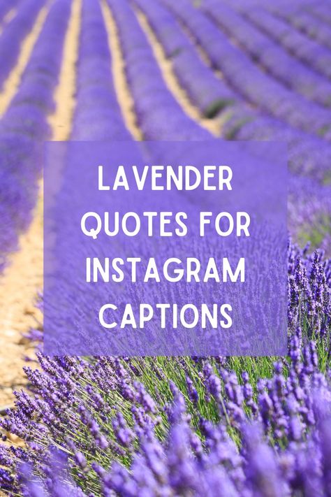 Whether you're posting a photo of yourself surrounded by fields of lavender or simply enjoying the calming scent of this flower, here are some lavender quotes for your Instagram captions. Quotes About Lavender Flower, Lavender Qoute Wallpaper, Lavender Haze Captions, Lavender Quotes Flowers, Lavender Flower Quotes, Flower Field Captions For Instagram, Lavender Wreaths For Front Door, Flower Field Quotes, Flower Field Captions