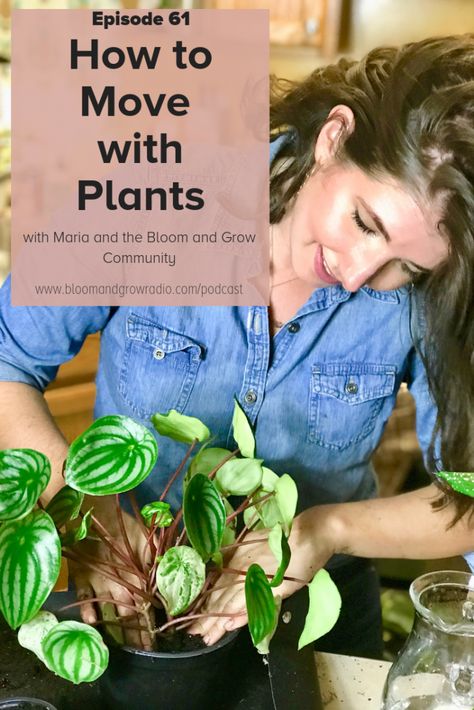 Episode 61: How to Move with Plants - bloomandgrowradio.com Packing Plants For A Move, How To Move With Plants, How To Pack Plants When Moving, How To Move Plants When Moving, Moving With Plants, Moving Organization, Plant Obsession, Moving Ideas, Moving Plants