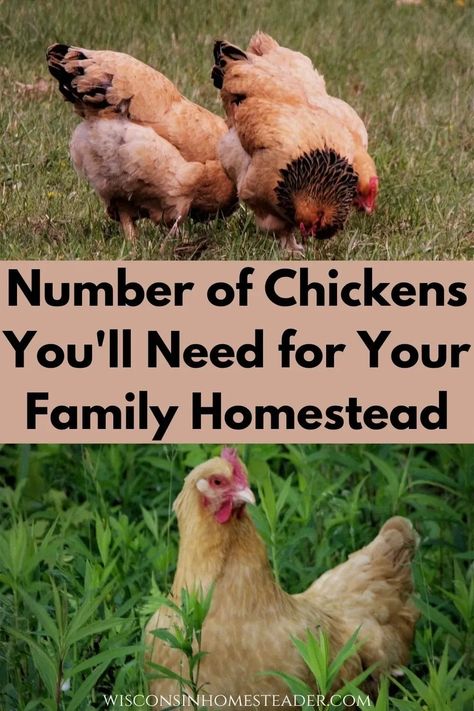 Owning Chickens, Rare Chicken Breeds, Heritage Chickens, Laying Chickens Breeds, Laying Chickens, Meat Birds, Chicken Poop, Family Homestead, Raising Chicks