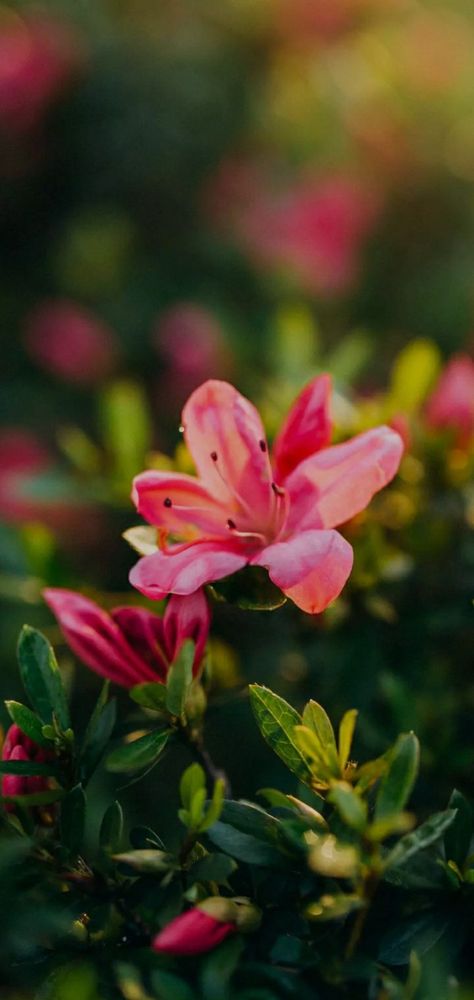 Azalea Photography Ideas Flowers, Azalea Wallpaper, Red Spider Lily, Azalea Flower, Flowers Wallpapers, Wallpaper Gallery, Flower Wallpaper, Beautiful Wallpapers, Photography Ideas