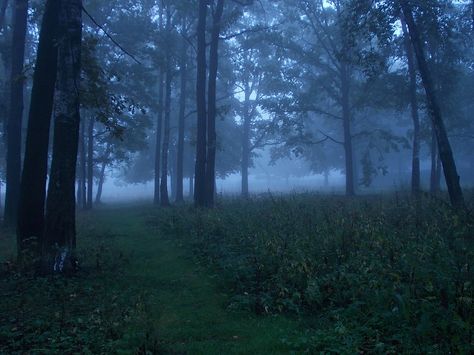 https://flic.kr/p/oWHZaw | Only once a year for an hour Beautiful Foggy Scenery, Aesthetic Foggy Forest, Nature, Blue Hour Forest, Blue Forest Aesthetic, Foggy Forest Aesthetic, Cottage Gore, Dark Naturalism, Foggy Forest