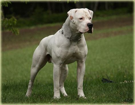 American Bulldog, huge dogs! They are supposed to weigh in at around 115-150 pounds! Tall dogs, mixtures of mastiffs, bulldogs, and different large breed dogs. These dogs are bred to be massive. The scott's type american bulldog is smaller but that is because they are bred not primarily with mastiff/bulldog but instead terrier/bulldog typically using APBT or Amstaffs with the classic bulldog. They are shorter and not nearly as massive. American Bulldogs, Tall Dogs, American Bulldog Scott, Dog Argentino, Bully Breeds Dogs, American Bull, Tallest Dog, 150 Pounds, Huge Dogs