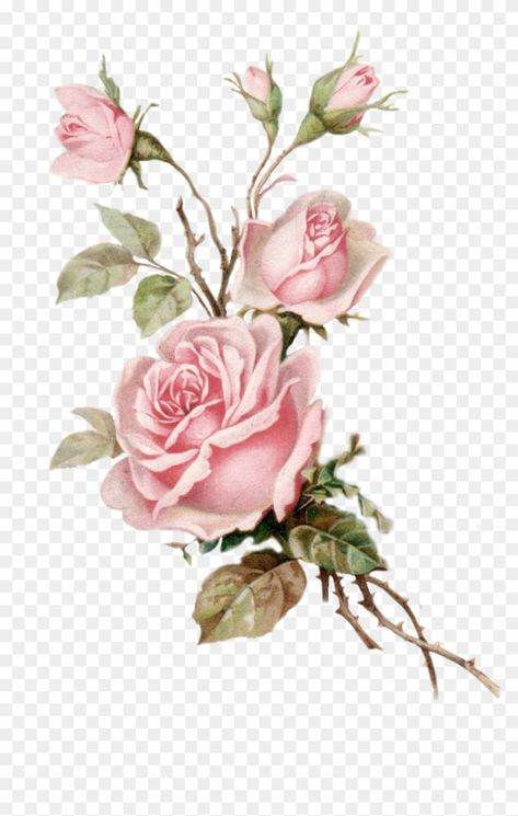 Vintage Rose Design, White And Pink Roses Aesthetic, Pink Roses Aesthetic Vintage, Rose Illustration Design, Pink Transparent Png, Rose Transparent Png, Vintage Rose Illustration, Pink Roses Aesthetic, Pink Rose Png