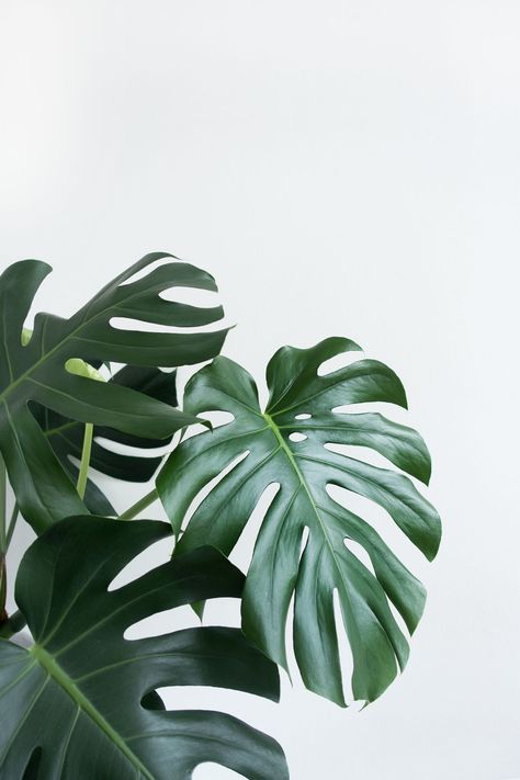 Hiasan Dinding Diy, Foto Logo, نباتات منزلية, Minimalism Lifestyle, Hiasan Bilik, Plant Wallpaper, Plant Aesthetic, Minimalist Furniture, Shelves In Bedroom