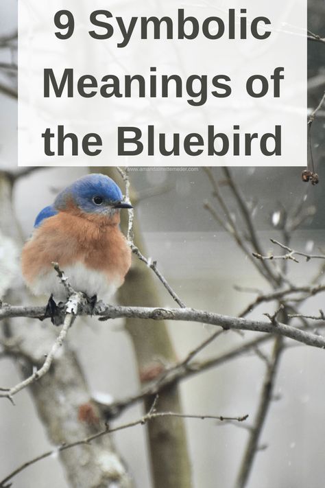 Blue Bird Quotes, Eastern Bluebird Painting, Blue Bird Meaning, Blue Bird Of Happiness Tattoo, Small Bluebird Tattoo, Bluebird Meaning, Bluebird Quotes, Bluebird Tattoo Meaning, Bluebird Symbolism