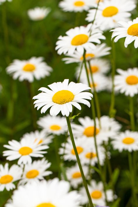 Perenial Flowers, Grow Chamomile, Chamomile Growing, Chamomile Plant, Doors Makeover, Tea Garden, Door Makeover, Unique Doors, Growing Herbs