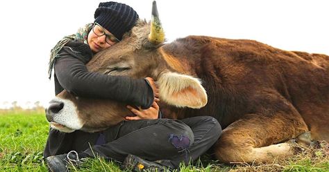 Labuan, Fluffy Cows, Stardew Valley, Cute Cows, Cute Little Animals, 귀여운 동물, Animals Friends, Beautiful Creatures, Farm Animals