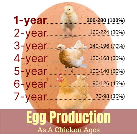 Buff Orpington Chicks, Lavendar Orpington Chickens, Orpington Chicken Colors, Buff Orpington Chickens Eggs, Free Chicken Coop Plans, Free Chicken Coop, Orpington Chickens, Buff Orpington Chickens, Poultry Farm Design