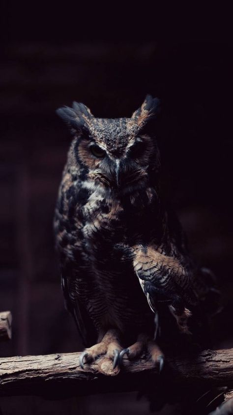 #Owl Phone Wallpaper Owl Photography, Black Owl, Owl Wallpaper, Owl Pillow, Great Horned Owl, Beautiful Owl, Horned Owl, Barn Owl, The Darkness