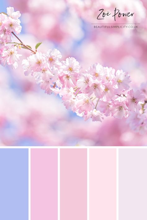 This pastel pink Colour Palette was inspired by the most beautiful Cherry Blossom tree. Spring time is so pretty! Available to buy as a print in a range of formats, as well as greeting cards, postcards, notebooks, stickers, tote bags, coasters and more. #colourpalette #colorpalette #pastel #cherryblossom #blossom #sakura #spring #pastelpink #pink Gentle Color Palette, Colour Pallete Pastel, Sakura Color Palette, Spring Color Pallete, Pink Pastel Palette, Pastel Pink Palette, Pastel Pink Bedroom, Design Seed, Spring Palette