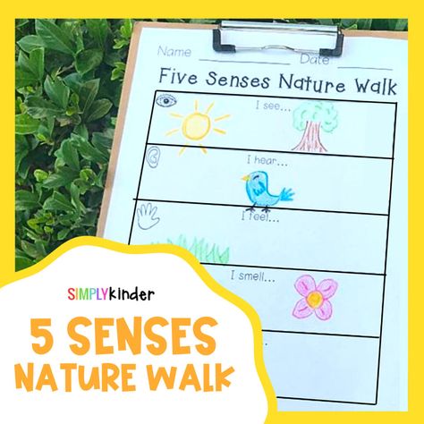 5 Senses Science Kindergarten, Fall 5 Senses Kindergarten, 5 Senses Nature Walk Preschool, 5 Senses First Grade, Five Senses Stem Activities, The Five Senses Kindergarten, Kindergarten Five Senses Activities, Fall Five Senses Kindergarten, Five Senses Kindergarten Activities