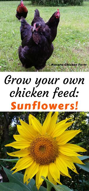 How to grow sunflower seeds for chicken feed. Stop paying feed store prices, save money by growing your own sunflower seeds for chicken feed and treats. #chickens #homesteading #backyardchickens #sunflowers Homestead Meals, Chicken Feed Diy, What Can Chickens Eat, How To Grow Sunflowers, Harvesting Sunflower Seeds, Grow Sunflowers, Types Of Sunflowers, Duck Coop, Growing Sunflowers