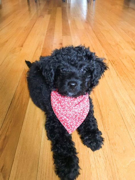 Black Golden Doodle, Goldendoodle Black, Black Labradoodle, Dream Items, Atticus Finch, Labradoodle Dogs, Black Puppy, Puppy Bandana, Doodle Puppy