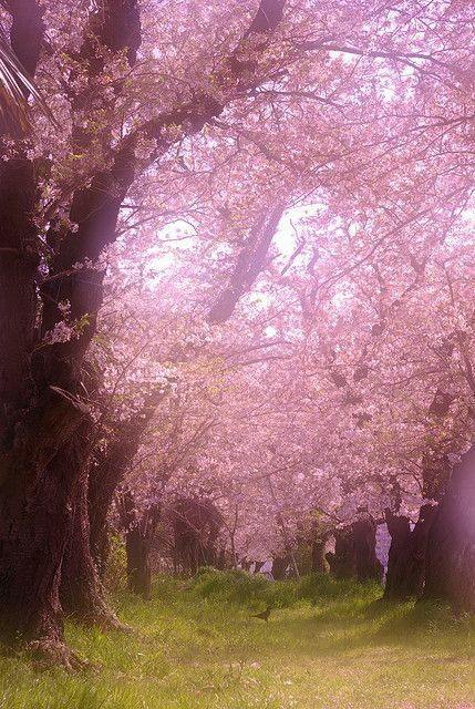 Cherry Blossoms, Beautiful Trees, Sakura Cherry Blossom, Pink Trees, Blossom Trees, Flowering Trees, Marmalade, Beautiful Tree, Belle Photo