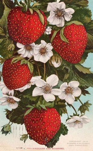 One of the sweetest, yummiest of summertime traditions. #strawberries #vintage #illustrations Art Nouveau Strawberries, Illustration Botanique, Seni Cat Air, Lukisan Cat Air, Beltane, Scientific Illustration, Botanical Drawings, Vintage Botanical, Vintage Postcard