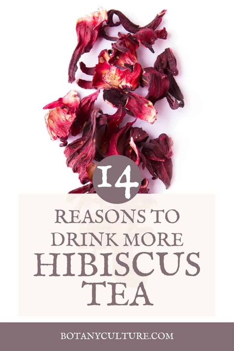 All About Hibiscus Flower | 14 Science-Backed Health Benefits & More Essen, Hibiscus Medicinal Uses, Hibiscus Properties, Hibiscus Juice, Benefits Of Hibiscus Tea, Hibiscus Recipe, Roselle Hibiscus, Benefits Of Hibiscus, Hibiscus Tea Benefits