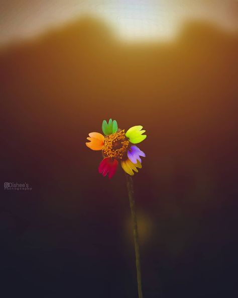 Disheeb on Instagram: “Good morning☀🌝⏰☀ #kerala #keralagram #fashionblogger #fashion #snapseed #lightroom #life #beautiful #light #sunray #sunshine #morning…” Good Morning Kerala, Sunshine Morning, Wallpaper Sky, Iphone Wallpaper Sky, Life Beautiful, Daisy Flower, Kerala, Lightroom, Beautiful Dresses