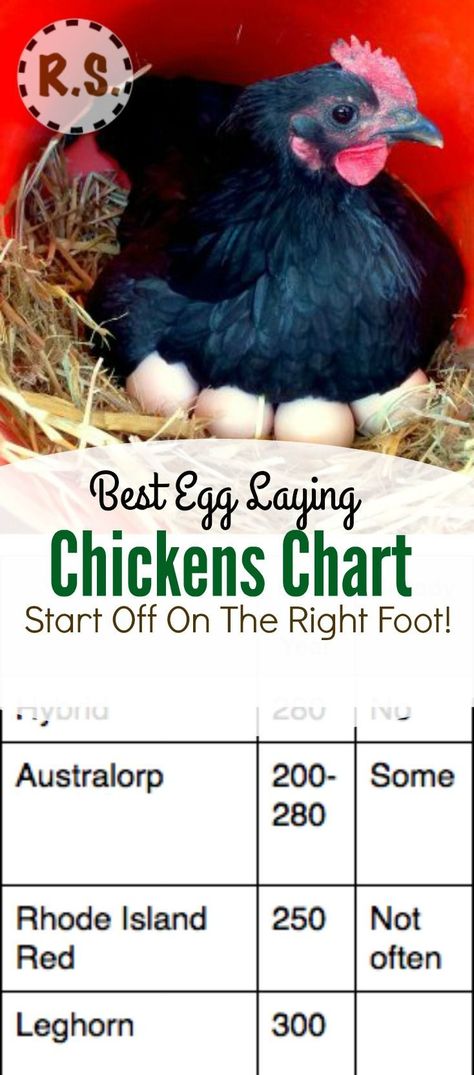 What are the best egg laying chickens? Which breeds should you consider when choosing your flock? Learn which… Nature, Chickens Breeds, Composting Ideas, Chickens Backyard Breeds, Helping Nature, Raising Turkeys, Laying Chickens Breeds, Urban Chicken Farming, Laying Chickens