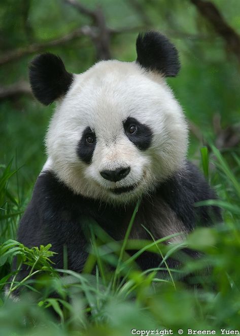 Smiling Panda Chengdu, Panda Portrait, Panda Bebe, Smiling Animals, Panda Lindo, Baby Panda Bears, Panda Love, Giant Panda, Baby Panda