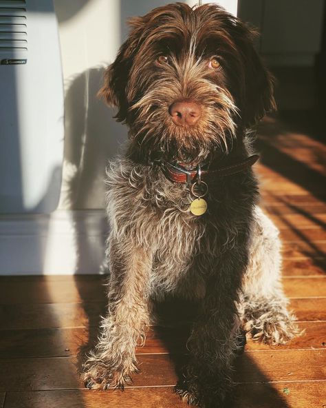 14 Amazing Facts About Wirehaired Pointing Griffons | PetPress Wire Haired Griffon, Wire Haired Pointing Griffon, Abby Jimenez, Korthals Griffon, Pointing Griffon, Scruffy Dogs, Griffon Dog, Part Of Your World, German Shorthaired Pointer Dog