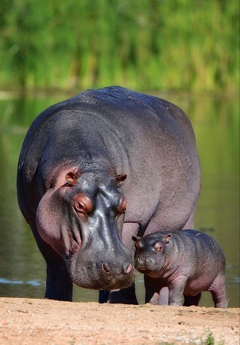 Hippopotamus, Regard Animal, Cute Hippo, Africa Wildlife, Wild Animals Pictures, Dangerous Animals, Animal Print Wallpaper, Unusual Animals, African Wildlife