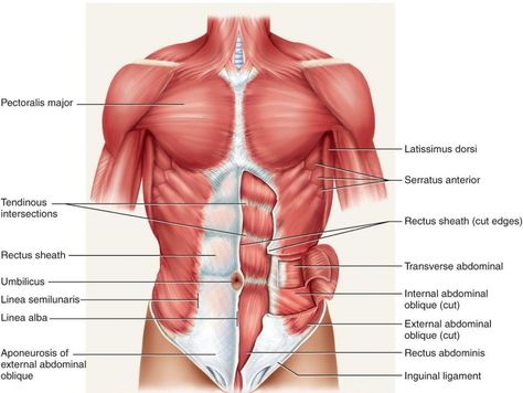 Lower Back Muscles Anatomy, Abdominal Muscles Anatomy, Stomach Diagram, Muscles Diagram, Shoulder Muscle Anatomy, Human Anatomy Diagram, Human Anatomy Picture, Human Anatomy Female, Human Body Muscles