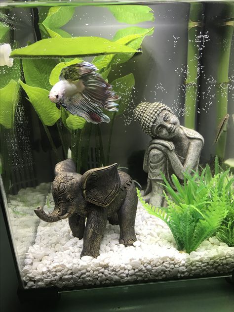 Fish Tank Small Apartment, Fish Ideas Pet, Cute Fish Aquarium Ideas, Two Betta Fish, Pet Fish Tank Ideas, Aquarium Design For Betta Fish, Small Fish Tank Decor, Betta Tank Themes, Asian Inspired Fish Tank