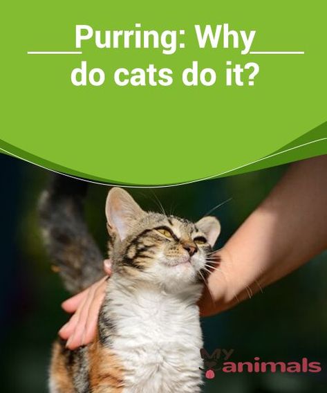 Purring: Why do cats do it?   Experts are still discussing what purring means and how it is generated. We'll tell you everything you've ever wanted to know about cats' purring! Health, Animals, Cats Purring, Cat Purring, Purring Cat, Cat Purr, Cat Behavior, Do It